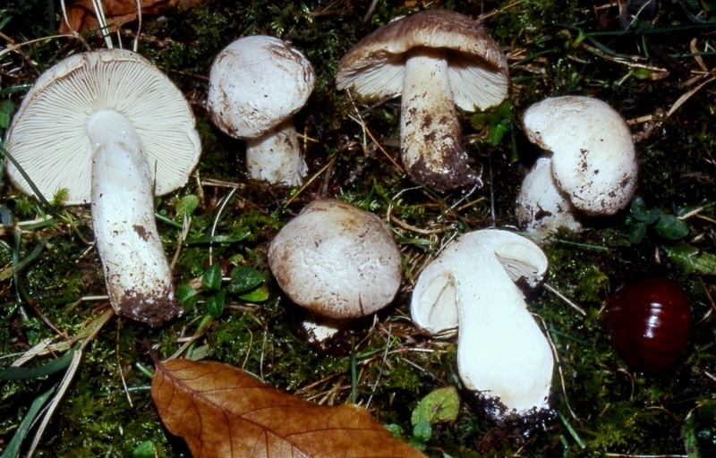 Tricholoma filamentosum o Tricholoma pardinum v filamentosum